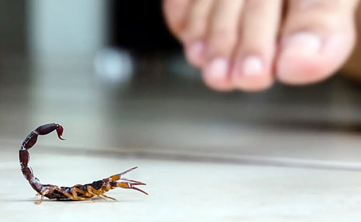 Repelente natural de alacranes con lavanda y canela: guía casera efectiva