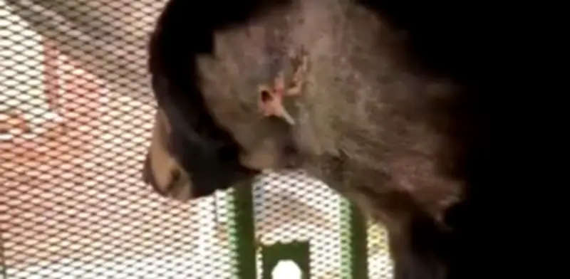 Reportan primer caso de gusano barrenador en oso negro en Nuevo León