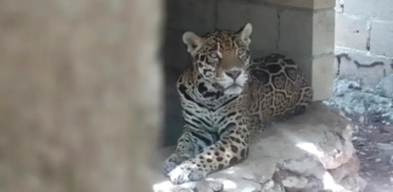 Rescatan 15 animales en Playa del Carmen: jaguares, puma y aves sin agua ni comida