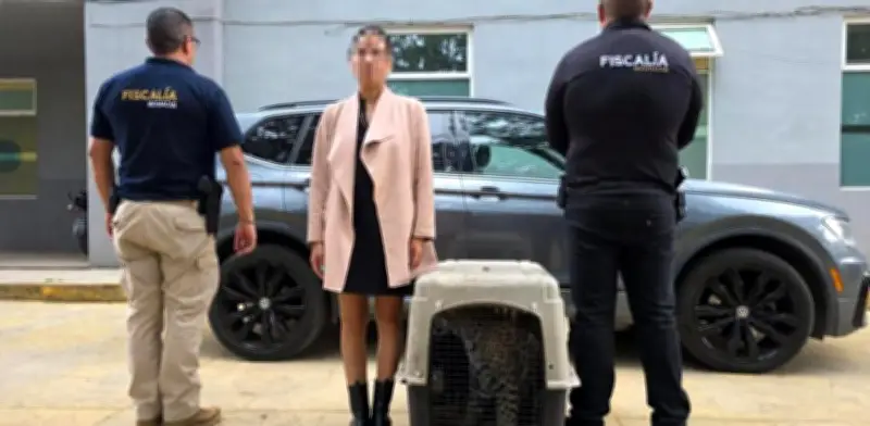 Rescatan a cachorro de jaguar oculto en camioneta en Zitácuaro, Michoacán