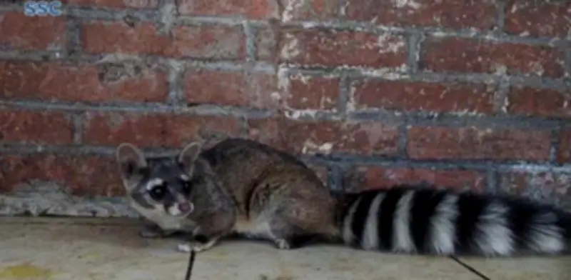 Rescatan a cacomixtle en patio de casa en Coyoacán, CDMX