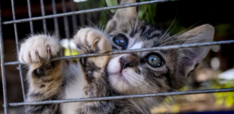 Rescatan a más de 400 gatos en Vietnam; red criminal los vendía a restaurantes