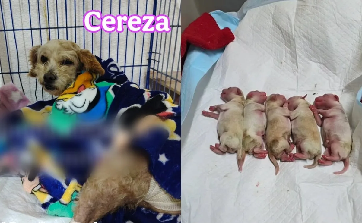 Rescatan a perrita embarazada tras explosión en Iztapalapa y da a luz a cinco cachorros