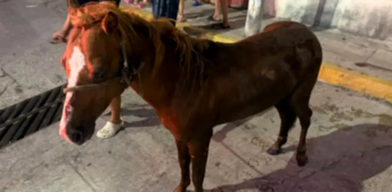 Rescatan a potrillo que cayó en una alcantarilla en Tabasco