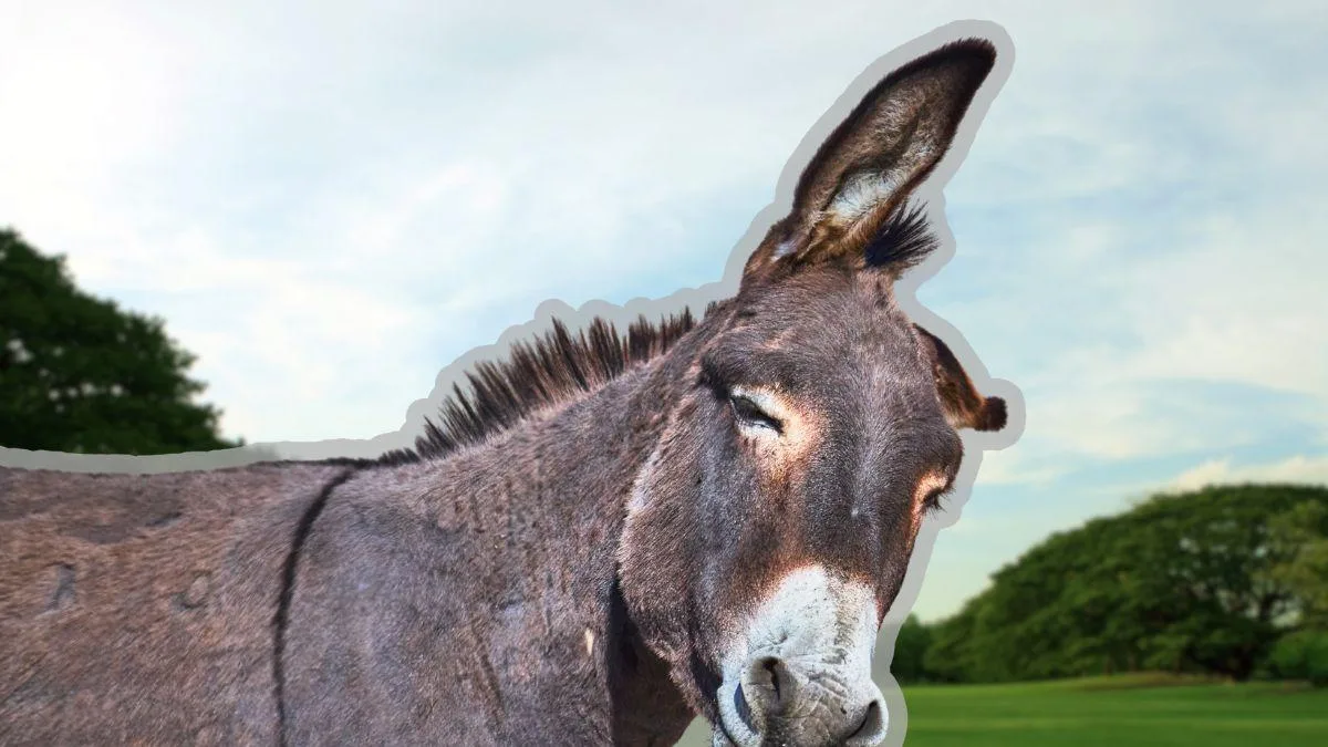 Santuarios de burros en México: rescate y turismo para preservar una especie emblemática