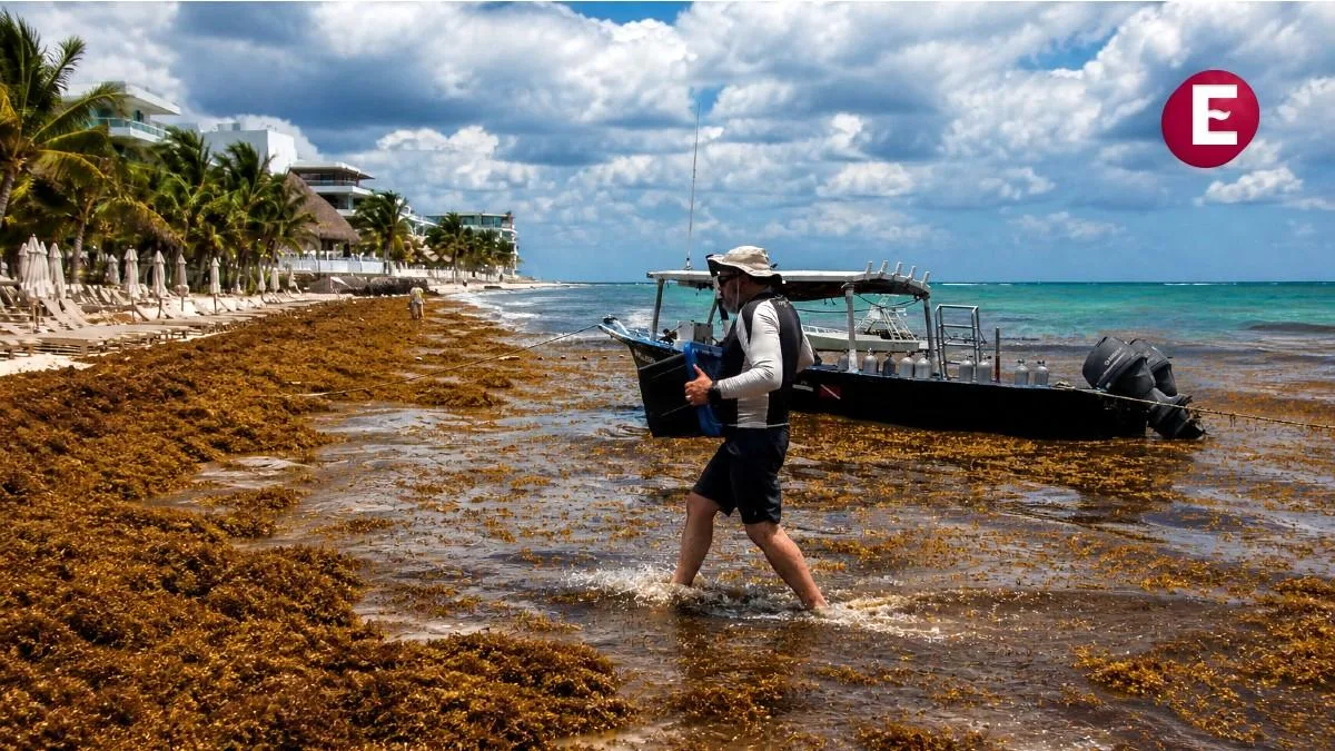 Sargazo amenaza con récord histórico en Quintana Roo; prevén 130 mil toneladas en 2026