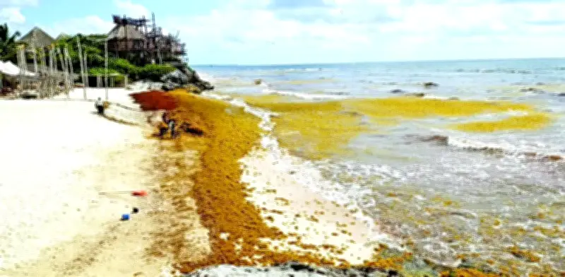 Sargazo intensifica llegada a Quintana Roo y supera capacidad de respuesta