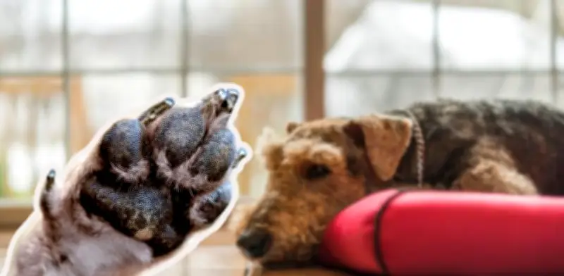 Señales de alerta en las almohadillas de tu perro: qué indican y cuándo ir al veterinario