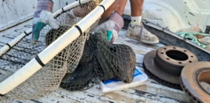 Semar rescata lobo marino en San Felipe, Baja California