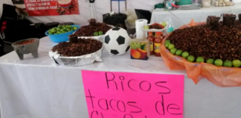 Tacos de chapulines, cocodrilo y jabalí deleitan en la Feria del Taco Mundialista de Neza