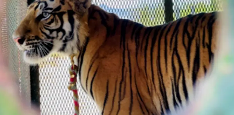 Tigre de bengala blanco escapa de refugio en Edomex; continúa búsqueda