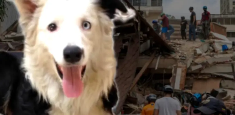 Tsunami, el perro rescatista en Venezuela que conmueve como Frida en México