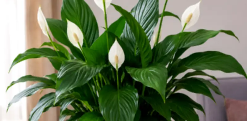 ¿Tu Cuna de Moisés no florece? Este fertilizante casero podría ser la solución