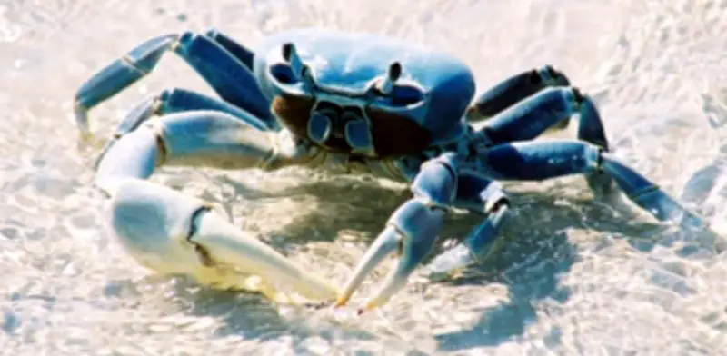 Veda de cangrejo azul en Veracruz: pescadores alertan sobre pérdida de manglares