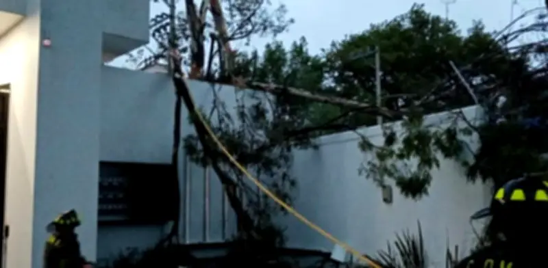 Viento derriba 9 árboles y lonas en CDMX; daños en autos y casas
