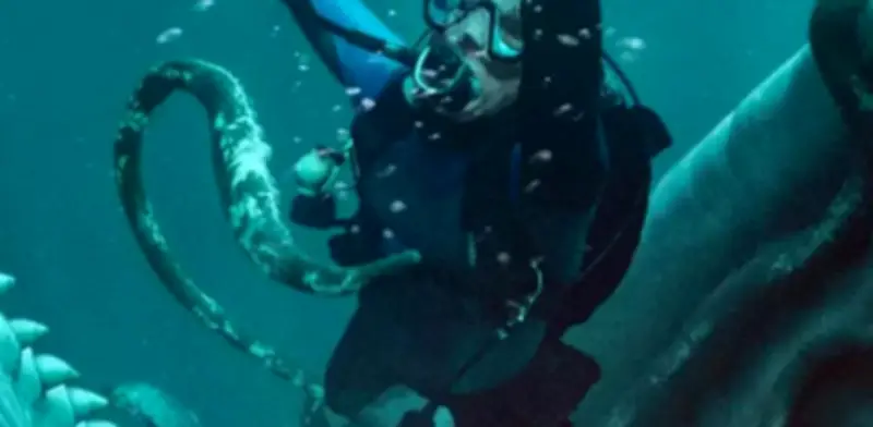 Whalefall: Tráiler, trama y fecha de estreno en cines y Disney Plus