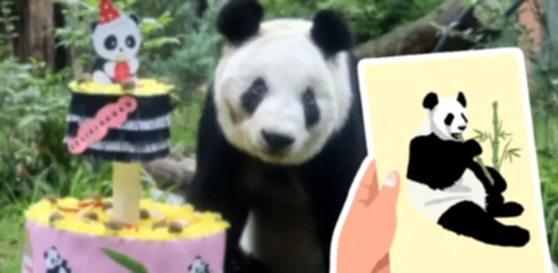 Xin Xin cumple 36 años: cómo enviar tu carta a la panda gigante de Chapultepec