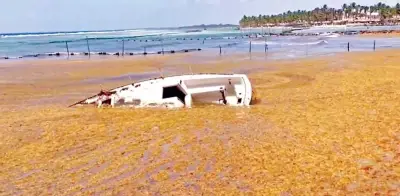 Alerta en Caribe mexicano por gases tóxicos del sargazo en descomposición