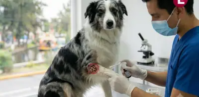 Confirman primer caso de gusano barrenador en perro en Durango