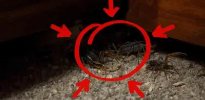 Guía para encontrar nidos de alacranes en casa sin pánico