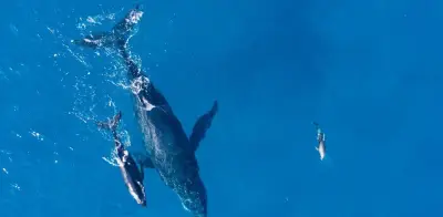 Islandia reinicia caza de ballenas tras dos años de pausa