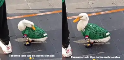 Pato con playera de México se vuelve viral en el Mundial
