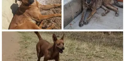 Reforma constitucional garantiza bienestar animal en México: PVEM