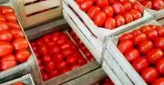 160 organizaciones agroalimentarias de Norteamérica defienden el T-MEC