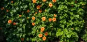 3 plantas que evitan que tus vecinos te espíen: cerco vivo y natural