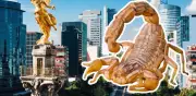 Alacranes en CDMX: tipos, identificación y qué hacer ante una picadura