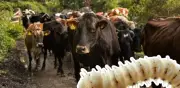 Alerta sanitaria: reaparece el gusano barrenador en Texas tras 60 años