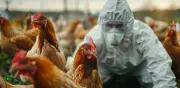 Australia detecta primer caso de gripe aviar H5 en su territorio