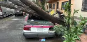 Caen árboles en colonia Pensil tras lluvia y vientos en CDMX; vecinos hablan de un 'tornadito'