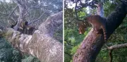 Captan tigrillos, tayras y cacomixtles en selva de Los Tuxtlas, Veracruz