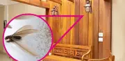 Cómo eliminar polillas de la madera y proteger tus muebles