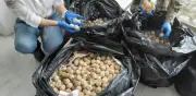 Decomisan más de 11 mil huevos de tortuga golfina en Colima