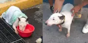 Detienen a hombre por dejar perros encerrados en camioneta; uno muere