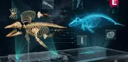Digitalizan esqueleto de vaquita marina en peligro crítico de extinción