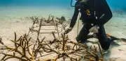 Dunas, corales y manglares: la defensa natural del turismo ante la crisis climática