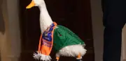 El Pato Merlín: la disputa legal por su nombre llega al IMPI