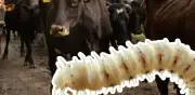 Gusano barrenador amenaza a EU: impacto millonario en ganado y precios de carne
