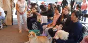 Gusano barrenador llega a 10 alcaldías de CDMX; hay 18 casos y 3 humanos afectados
