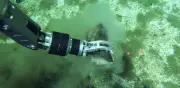 Hallazgo en el Índico: el mayor cementerio de ballenas desconcierta a científicos