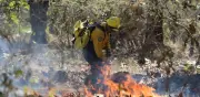 Incendios forestales 2026 serán los menos severos en México gracias a lluvias y El Niño