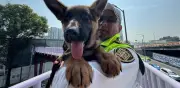 Indara, nueva cachorra pastor alemán, se integra al ERUM para rescates