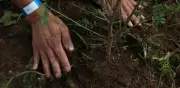 Inicia reforestación del Centro Histórico con 125 árboles en perímetros A y B