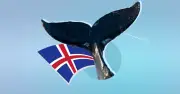 Islandia reanuda caza de ballenas con cuota de 150 ejemplares