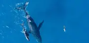 Islandia reinicia caza de ballenas tras dos años de pausa