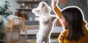 Juegos caseros para perros: cómo mantenerlos activos sin salir a pasear