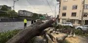 Lluvia y viento derriban árboles en Cuauhtémoc; no hay heridos